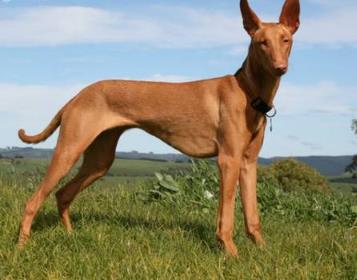 世界上最贵的狗：十大世界上最贵的狗排名（图）