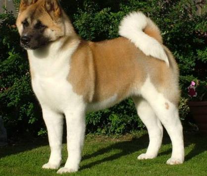 世界上最贵的狗：十大世界上最贵的狗排名（图）