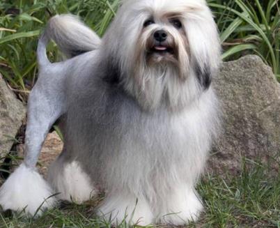 世界上最贵的狗：十大世界上最贵的狗排名（图）