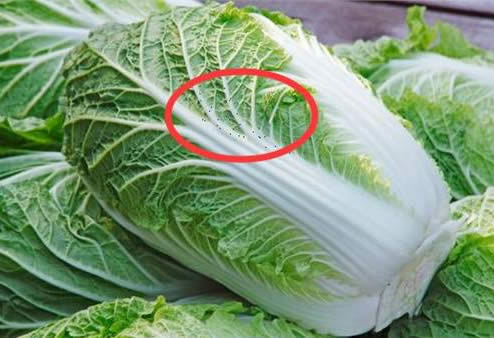 吃了这么多年白菜:白菜上的黑点到底是什么 吃了这么多年白菜:白菜上的黑点到底是什么