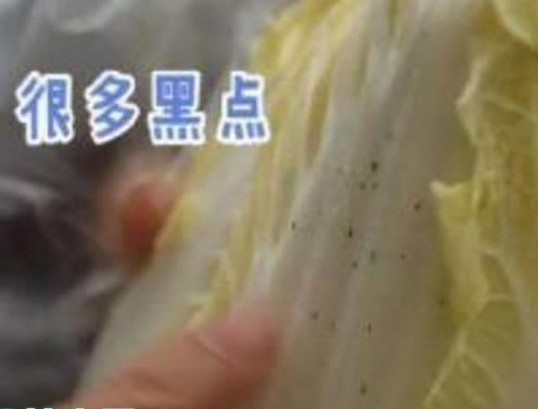吃了这么多年白菜:白菜上的黑点到底是什么 吃了这么多年白菜:白菜上的黑点到底是什么