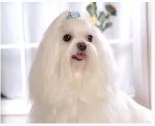 寿命最长的狗：十大寿命最长的名狗排名