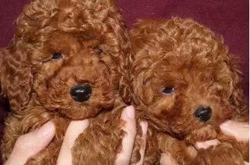 寿命最长的狗：十大寿命最长的名狗排名