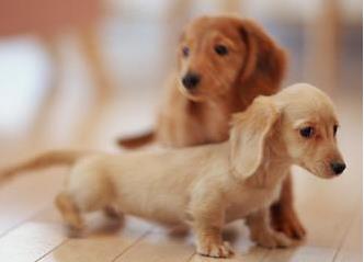 寿命最长的狗：十大寿命最长的名狗排名