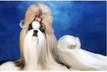 寿命最长的狗:十大寿命最长的名狗排名 寿命最长的狗:十大寿命最长的名狗排名