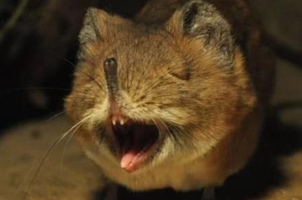 世界上最小的哺乳动物:袖珍型鼩鼱(精选图文) 世界上最小的哺乳动物:袖珍型鼩鼱(精选图文)