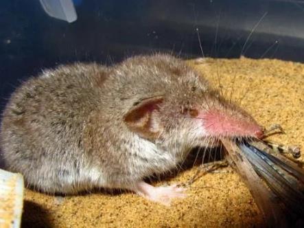 世界上最小的哺乳动物:袖珍型鼩鼱(精选图文) 世界上最小的哺乳动物:袖珍型鼩鼱(精选图文)