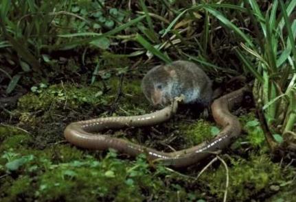 世界上最小的哺乳动物:袖珍型鼩鼱(精选图文) 世界上最小的哺乳动物:袖珍型鼩鼱(精选图文)