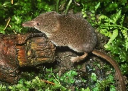 世界上最小的哺乳动物:袖珍型鼩鼱(精选图文) 世界上最小的哺乳动物:袖珍型鼩鼱(精选图文)