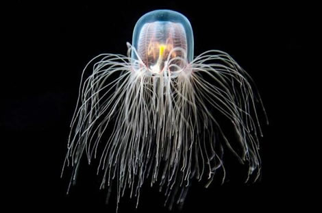 寿命最长的动物:介绍5种寿命最长的动物 寿命最长的动物:介绍5种寿命最长的动物