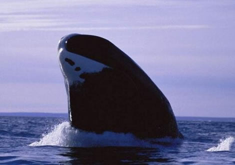 寿命最长的动物:介绍5种寿命最长的动物 寿命最长的动物:介绍5种寿命最长的动物