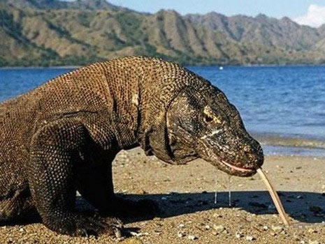 寿命最长的动物:介绍5种寿命最长的动物 寿命最长的动物:介绍5种寿命最长的动物