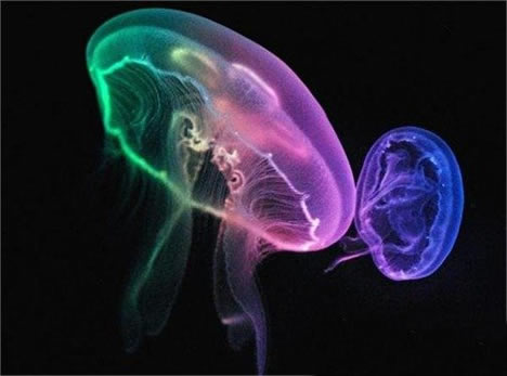 寿命最长的动物:介绍5种寿命最长的动物 寿命最长的动物:介绍5种寿命最长的动物