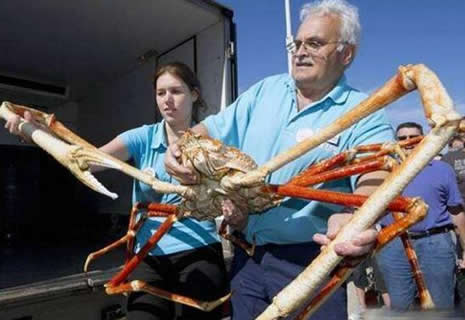 世界上最大的甲壳动物：腿长4米的蜘蛛蟹（图）