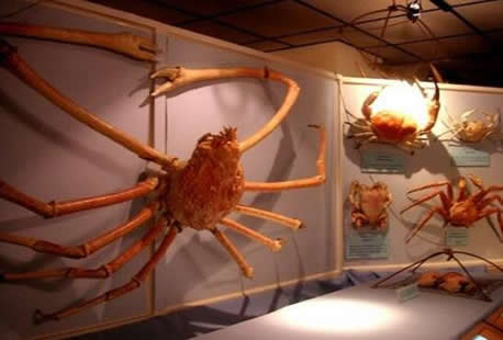 世界上最大的甲壳动物：腿长4米的蜘蛛蟹（图）