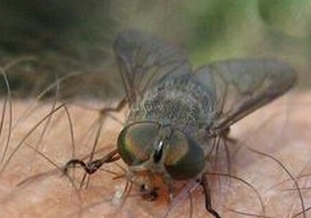 苍蝇的寿命有多长:一般7天世界寿命最短的昆虫了 苍蝇的寿命有多长:一般7天世界寿命最短的昆虫了