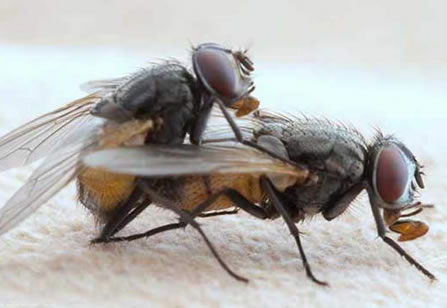 苍蝇的寿命有多长:一般7天世界寿命最短的昆虫了