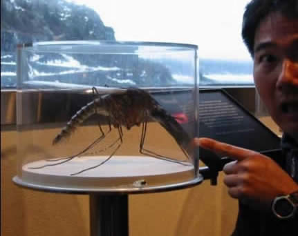 世界上最大的蚊子:远古蚊长0.4米现存最大华丽巨蚊 世界上最大的蚊子:远古蚊长0.4米现存最大华丽巨蚊