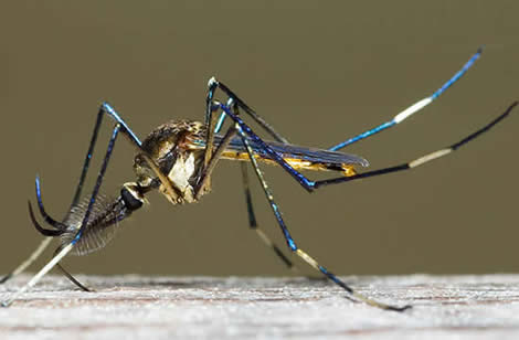 4米的远古巨型蚊子,如上图所示,图上这个看起来跟大龙虾一样的蚊子