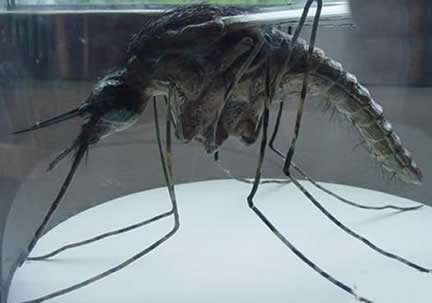 世界上最大的蚊子:远古蚊长0.4米现存最大华丽巨蚊 世界上最大的蚊子:远古蚊长0.4米现存最大华丽巨蚊