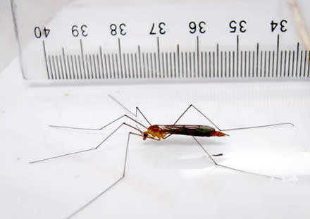 世界上最大的蚊子远古蚊长04米现存最大华丽巨蚊