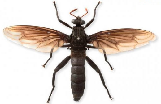 世界上最大的苍蝇：长达7厘米（图文揭秘）