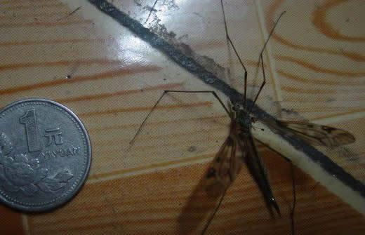 世界上最大的苍蝇：长达7厘米（图文揭秘）