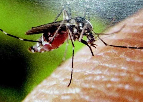 蚊子的寿命有多长:一般只有3-7天寿命(图) 蚊子的寿命有多长:一般只有3-7天寿命(图)