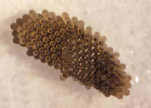 蚊子的寿命有多长:一般只有3-7天寿命(图) 蚊子的寿命有多长:一般只有3-7天寿命(图)