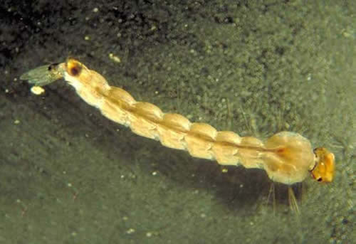 蚊子的寿命有多长:一般只有3-7天寿命(图) 蚊子的寿命有多长:一般只有3-7天寿命(图)