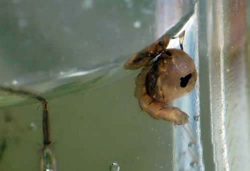 蚊子的寿命有多长:一般只有3-7天寿命(图) 蚊子的寿命有多长:一般只有3-7天寿命(图)