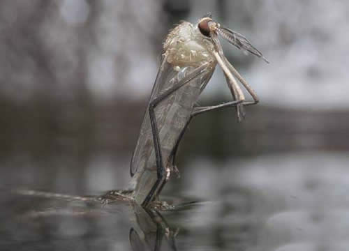 蚊子的寿命有多长:一般只有3-7天寿命(图) 蚊子的寿命有多长:一般只有3-7天寿命(图)