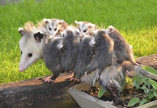 最大的老鼠：长1米，重18斤（图文揭晓）