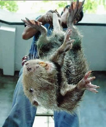 工作人员对这只"鼠王"身长和体重测量后发现,世界上最大全的老鼠吓死