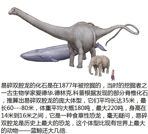 【恐龙之最】十大恐龙之最：最大最小最笨的恐龙