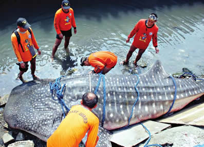 世界最大的鱼:各种世界最大的鱼类不看后悔(图) 世界最大的鱼:各种世界最大的鱼类不看后悔(图)