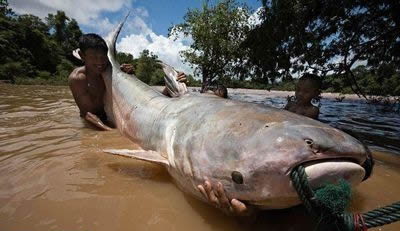 世界最大的鱼:各种世界最大的鱼类不看后悔(图) 世界最大的鱼:各种世界最大的鱼类不看后悔(图)