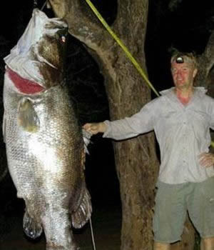 世界最大的鱼:各种世界最大的鱼类不看后悔(图) 世界最大的鱼:各种世界最大的鱼类不看后悔(图)