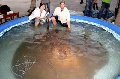 世界最大的鱼:各种世界最大的鱼类不看后悔(图) 世界最大的鱼:各种世界最大的鱼类不看后悔(图)