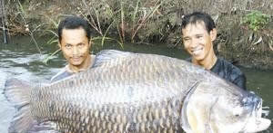 世界最大的鱼:各种世界最大的鱼类不看后悔(图) 世界最大的鱼:各种世界最大的鱼类不看后悔(图)