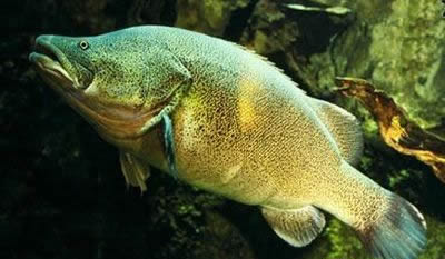 世界最大的鱼:各种世界最大的鱼类不看后悔(图) 世界最大的鱼:各种世界最大的鱼类不看后悔(图)