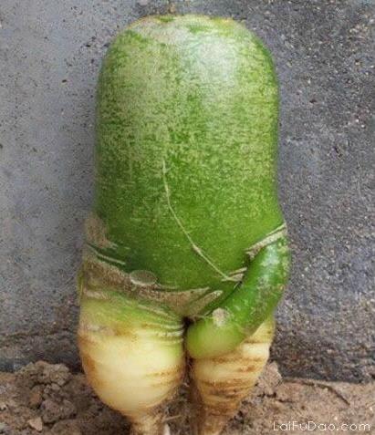 一个不正经的萝卜