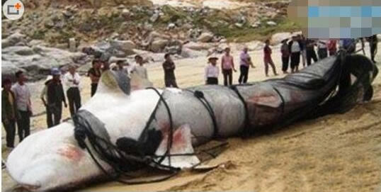 喀纳斯水怪:喀纳斯水怪是什么之谜(图) 喀纳斯水怪:喀纳斯水怪是什么之谜(图)