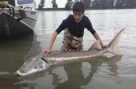 世界十大最凶猛淡水鱼:十大最凶猛淡水鱼排名 世界十大最凶猛淡水鱼:十大最凶猛淡水鱼排名