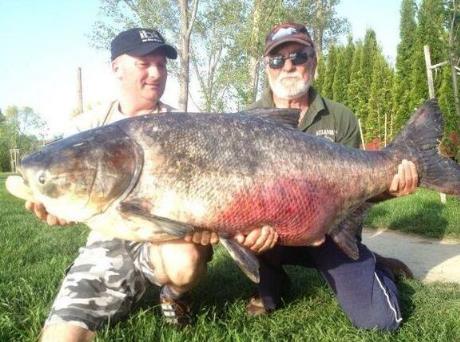 世界十大最凶猛淡水鱼:十大最凶猛淡水鱼排名 世界十大最凶猛淡水鱼:十大最凶猛淡水鱼排名