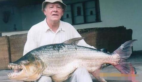 世界十大最凶猛淡水鱼:十大最凶猛淡水鱼排名 世界十大最凶猛淡水鱼:十大最凶猛淡水鱼排名