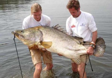 世界十大最凶猛淡水鱼:十大最凶猛淡水鱼排名 世界十大最凶猛淡水鱼:十大最凶猛淡水鱼排名