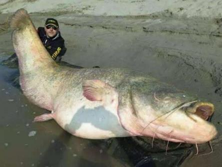 世界十大最凶猛淡水鱼：十大最凶猛淡水鱼排名