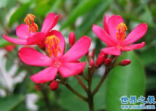 花期最长的花：介绍全年开花的花