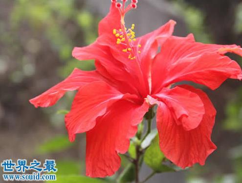 花期最长的花：介绍全年开花的花